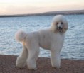 /album/galeria-de-fotos/poodle-gigante-jpg/